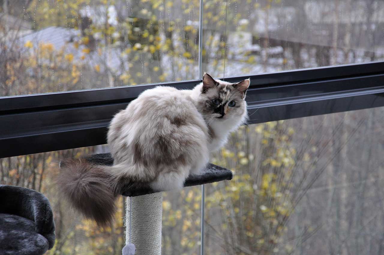 Hvorfor Bider Katten Når Vi Kæler
